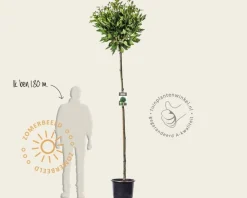 Platanus 'Alphen's Globe' - 200 cm stam