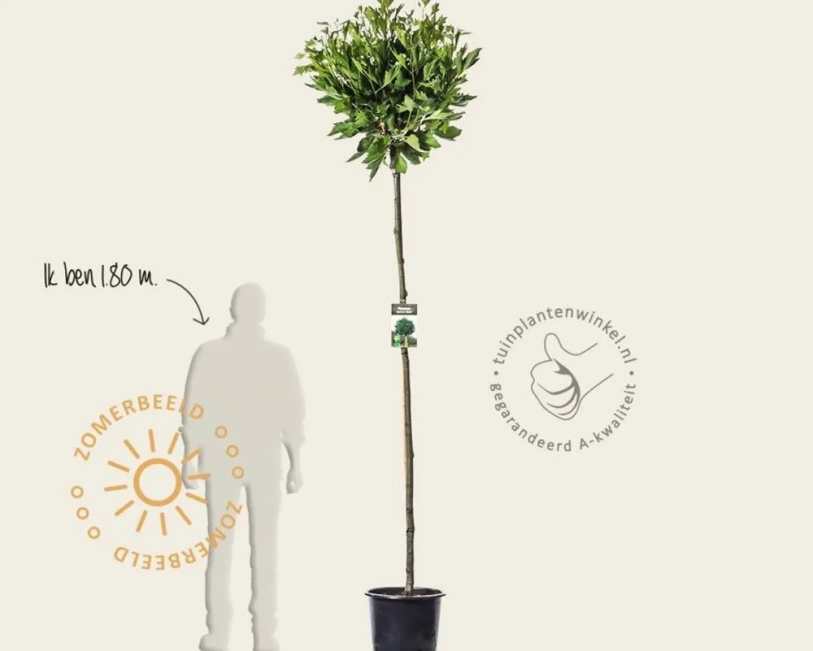 Platanus 'Alphen's Globe' - 200 cm stam