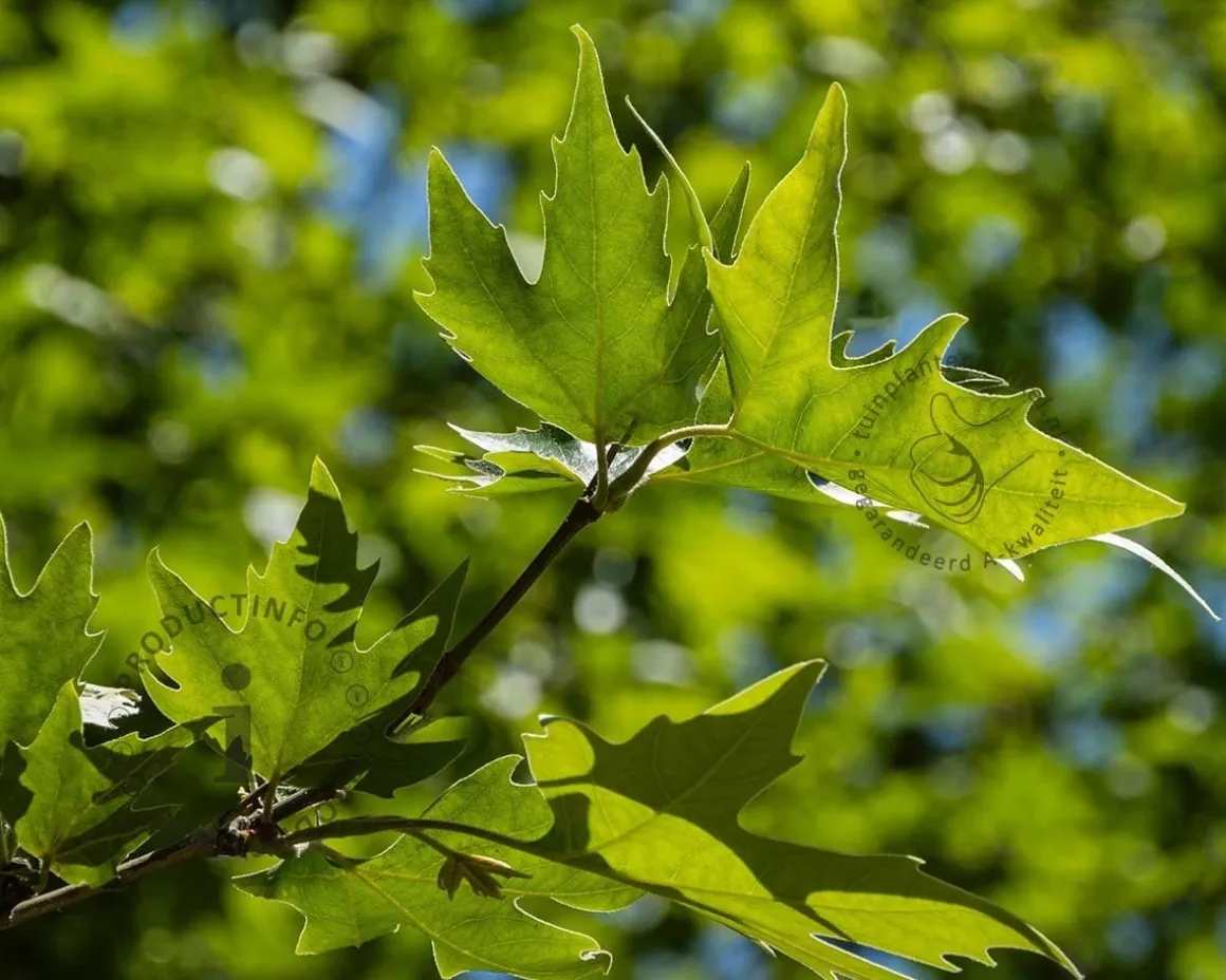 Platanus 'Alphen's Globe' - 200 cm stam