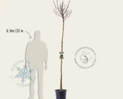 Platanus 'Alphen's Globe' - 200 cm stam