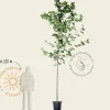 Platanus hispanica