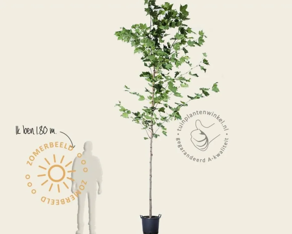 Platanus hispanica