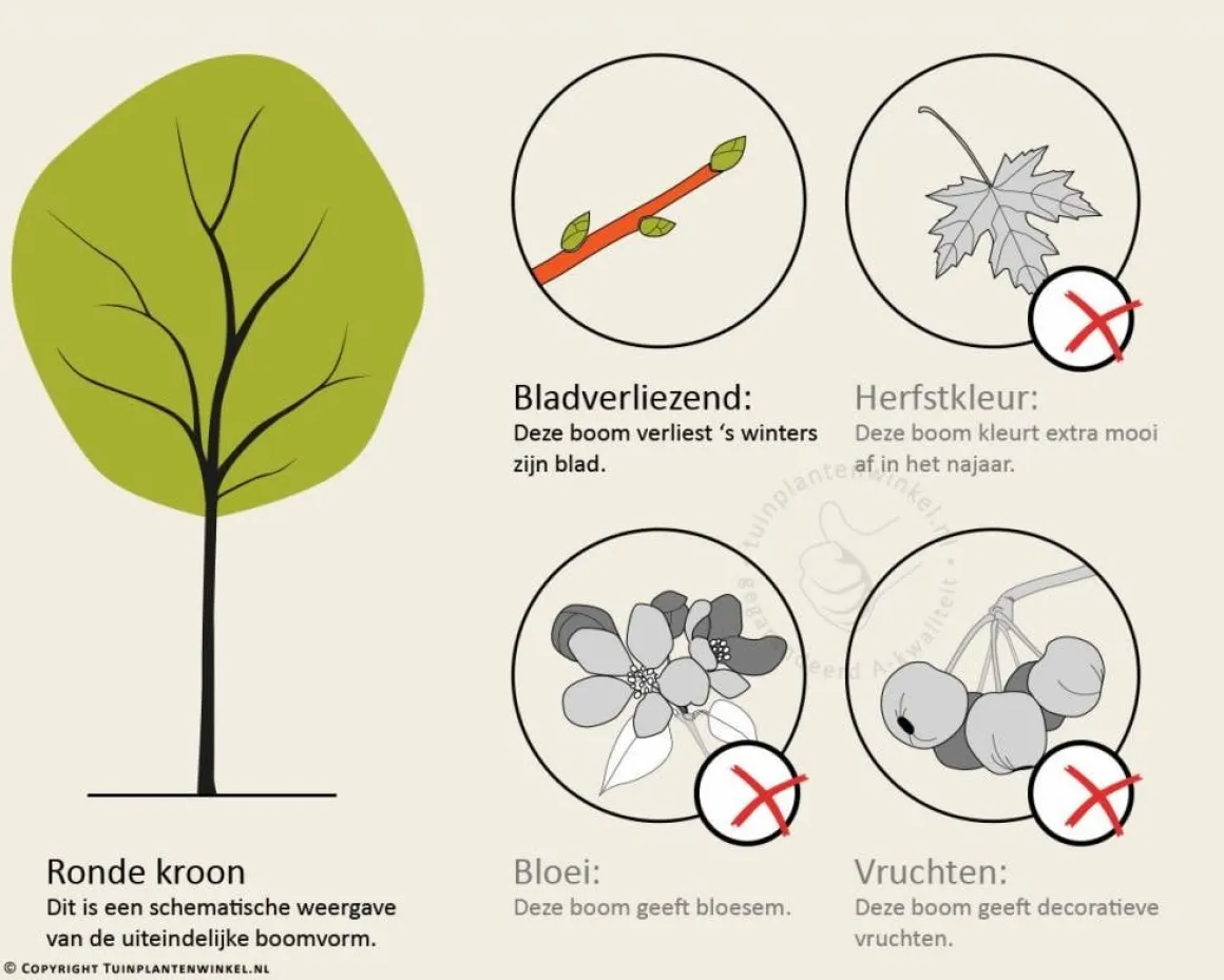 Platanus hispanica