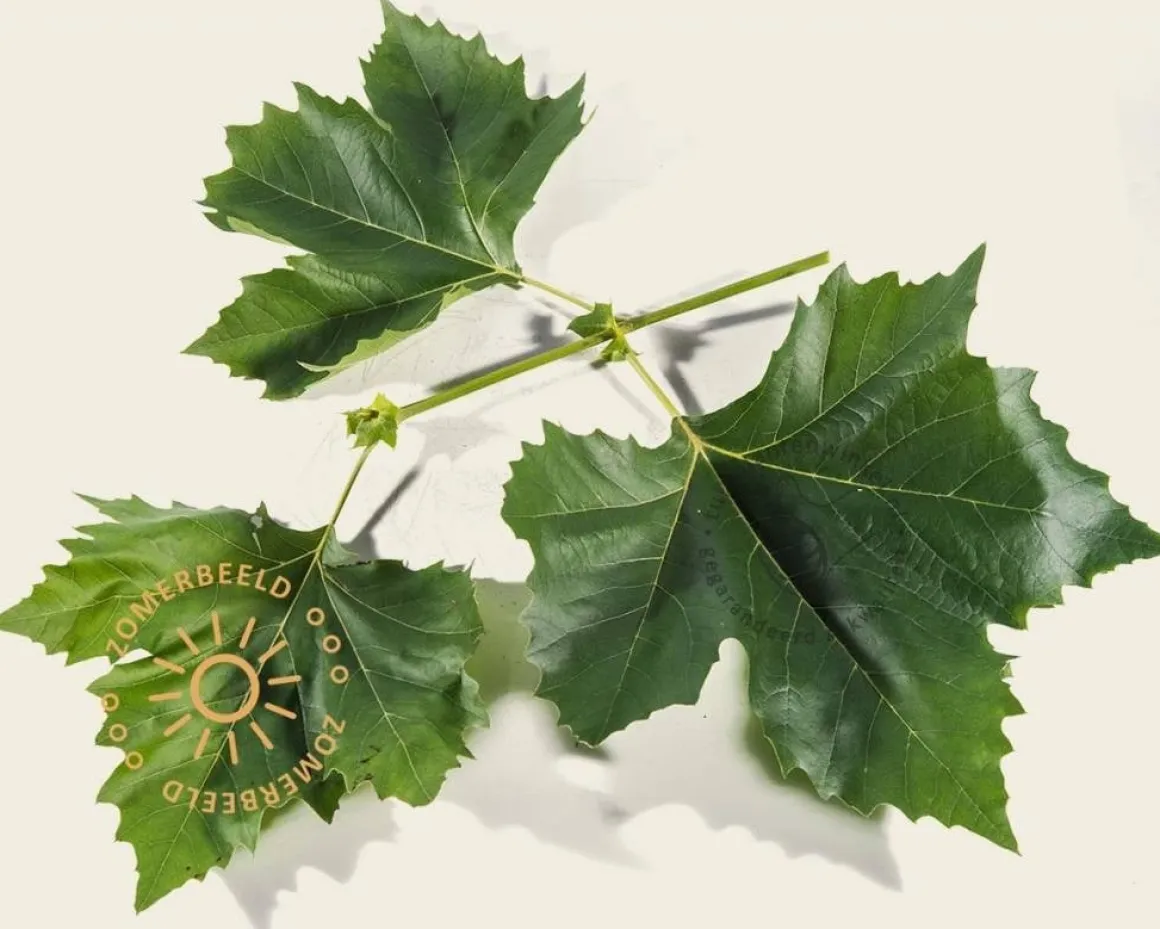 Platanus hispanica