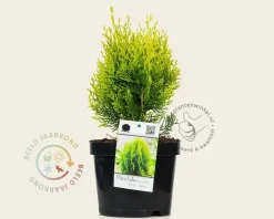 Platycladus orientalis 'Aurea Nana'
