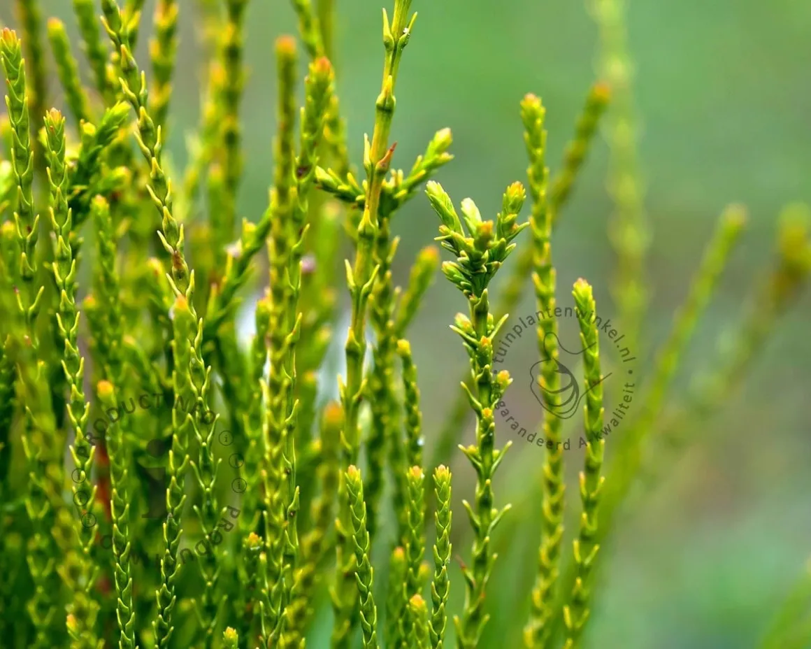 Platycladus orientalis 'Franky Boy'