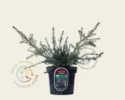 Podocarpus alpinus 'Chocolate Box
