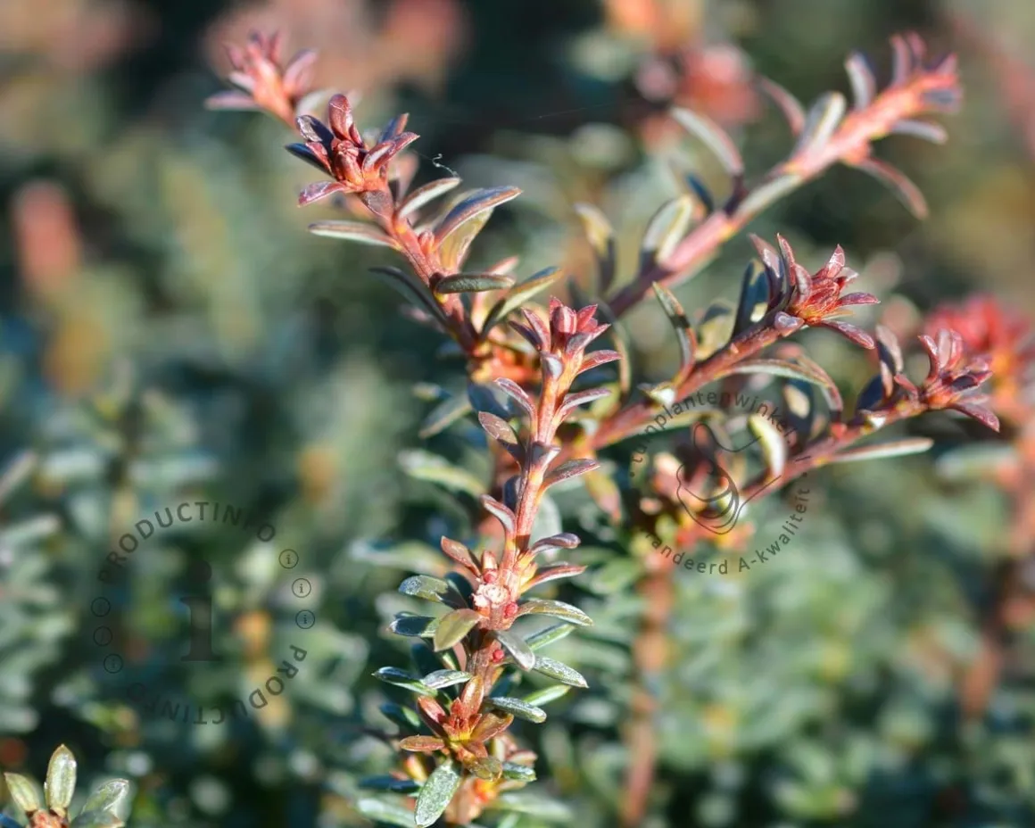 Podocarpus lawrencii 'Red Tip'