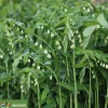 Polygonatum multiflorum