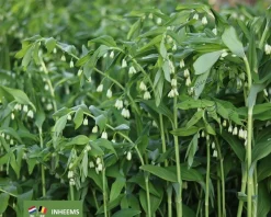 Polygonatum multiflorum