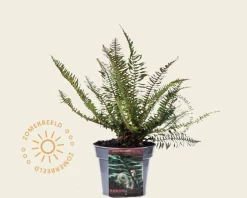 Polystichum munitum