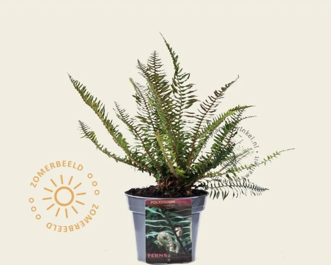 Polystichum munitum