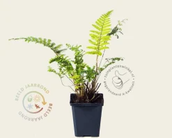 Polystichum polyblepharum