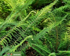 Polystichum setiferum