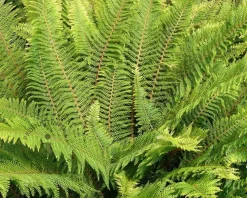 Polystichum setiferum 'Herrenhausen'