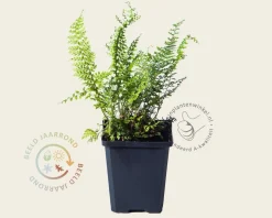 Polystichum setiferum 'Herrenhausen'