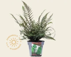 Polystichum tsus-simense