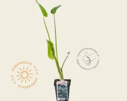 Pontederia cordata