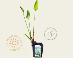 Pontederia cordata 'White Pike'