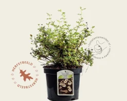 Potentilla fruticosa 'Abbotswood'