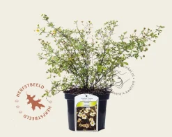 Potentilla fruticosa 'Abbotswood'