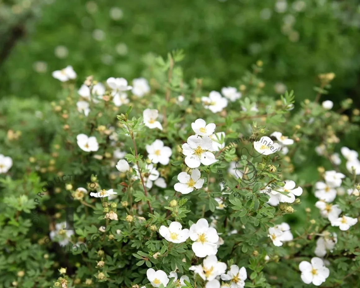 Potentilla fruticosa 'Abbotswood'