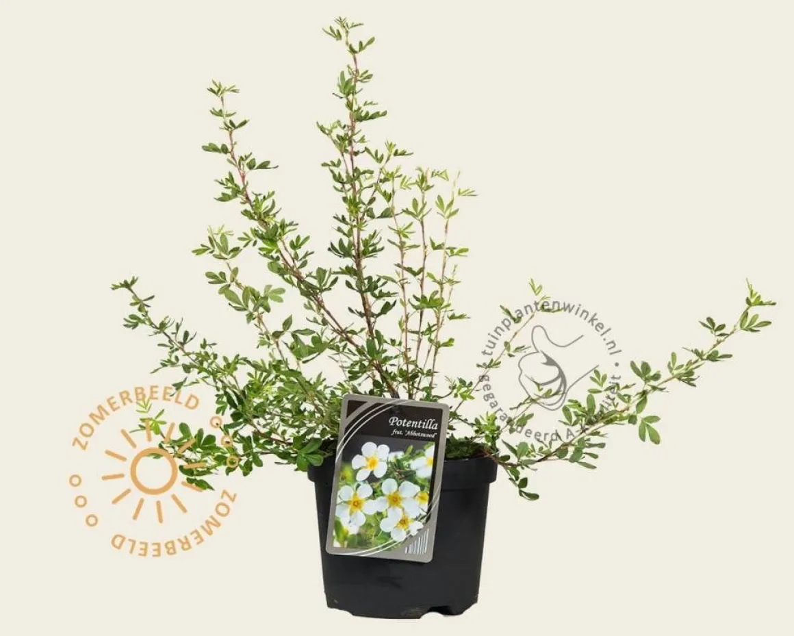 Potentilla fruticosa 'Abbotswood'