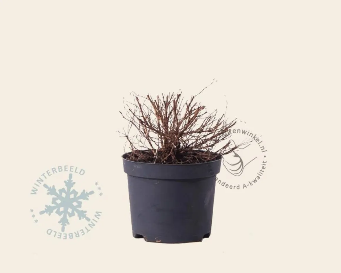 Potentilla fruticosa 'Abbotswood'
