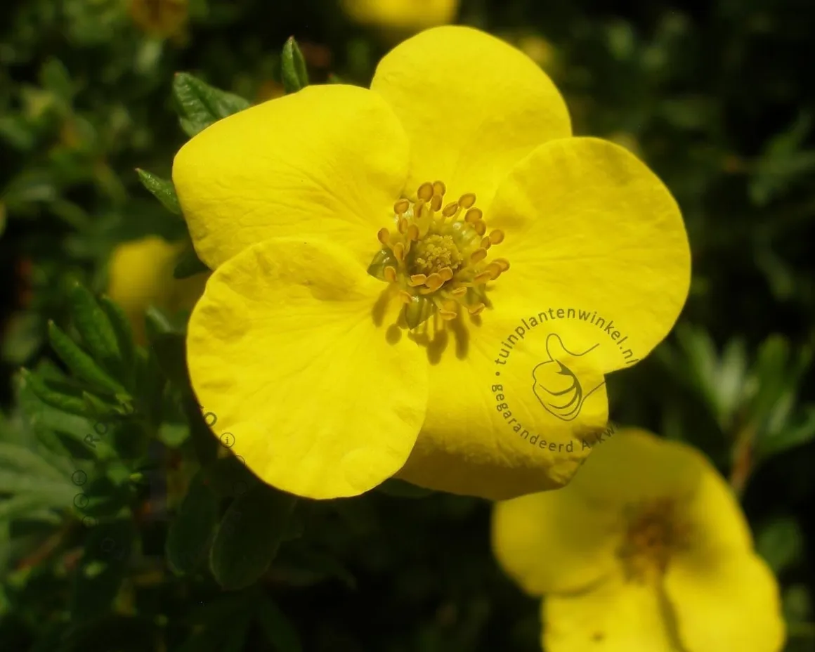 Potentilla fruticosa 'Kobold'