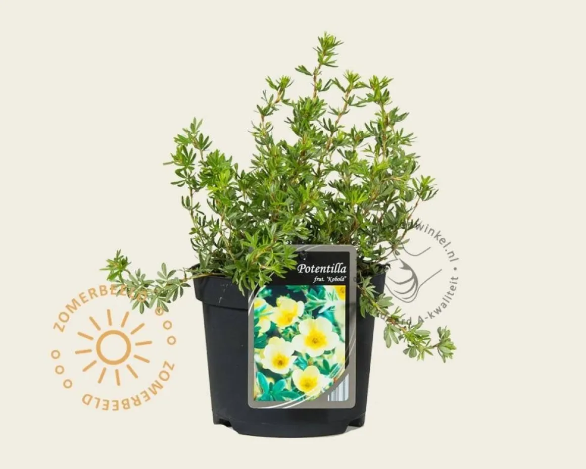 Potentilla fruticosa 'Kobold'