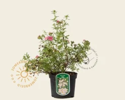 Potentilla fruticosa 'Pink Beauty'