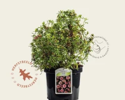 Potentilla fruticosa 'Pink Beauty'