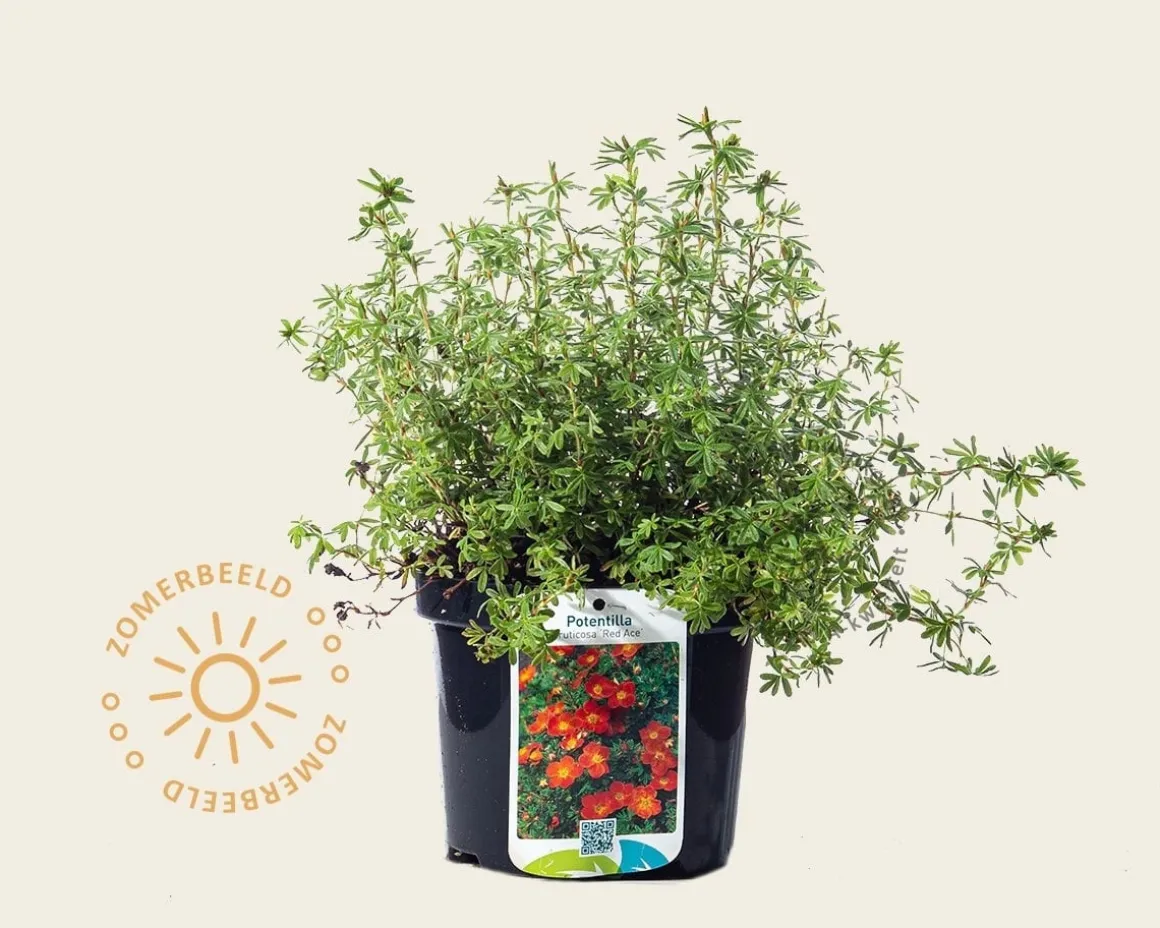 Potentilla fruticosa 'Red Ace'