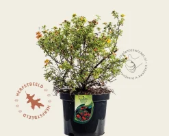 Potentilla fruticosa 'Red Ace'