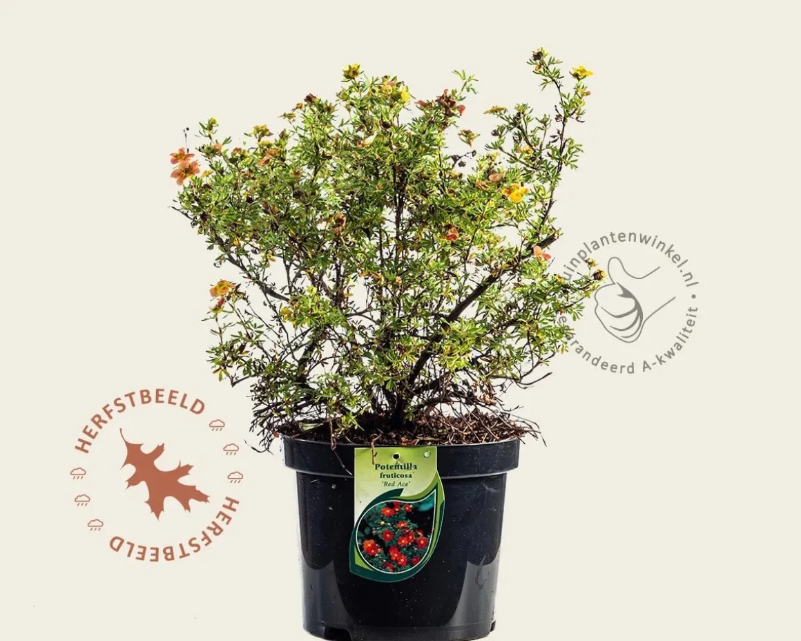 Potentilla fruticosa 'Red Ace'