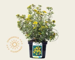 Potentilla fruticosa 'Sommerflor'