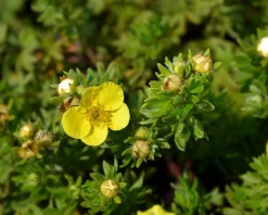 Potentilla fruticosa 'Sommerflor'