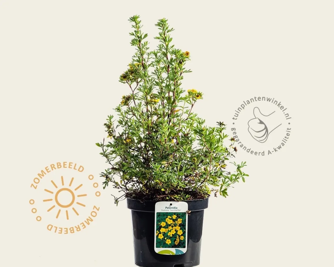 Potentilla fruticosa 'Sommerflor'