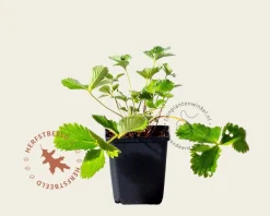 Potentilla nepalensis 'Miss Willmott'