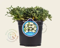 Potentilla tridentata 'Nuuk'