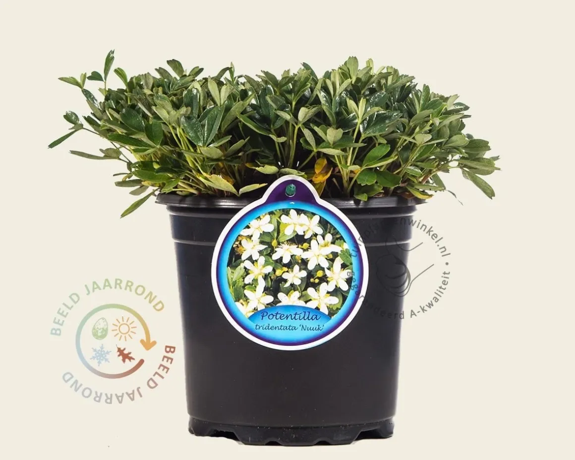 Potentilla tridentata 'Nuuk'