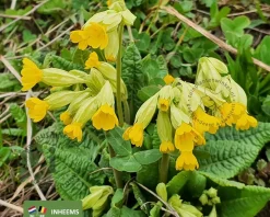 Primula veris