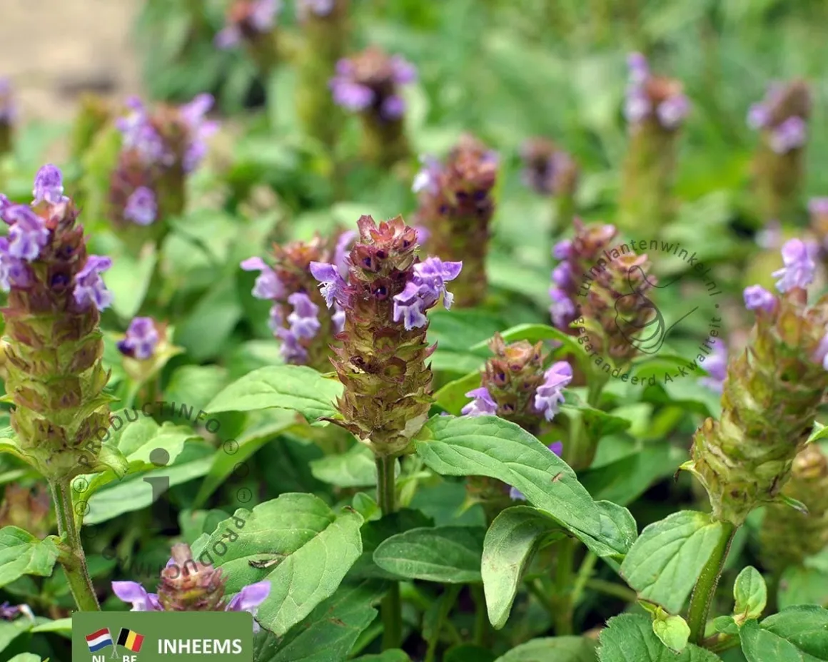 Prunella vulgaris