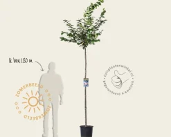 Prunus 'Accolade' - 180 cm stam