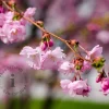 Prunus 'Accolade' - meerstammig