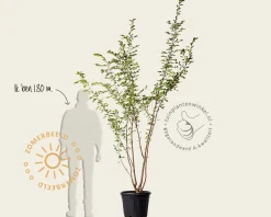 Prunus 'Accolade' - meerstammig