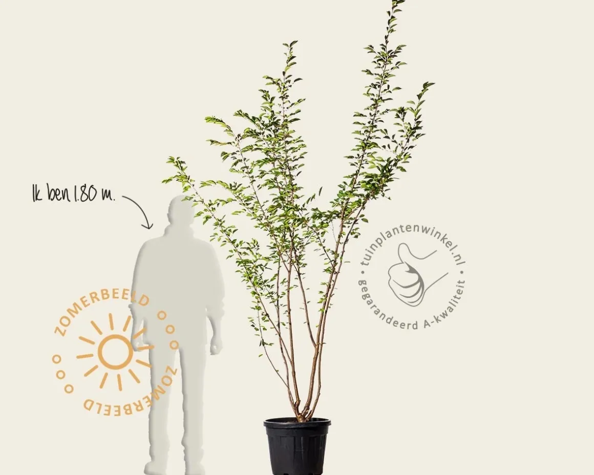 Prunus 'Accolade' - meerstammig