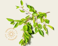 Prunus 'Accolade' - meerstammig