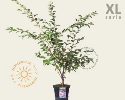 Prunus 'Accolade' - XL