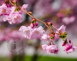 Prunus 'Accolade' - XL+